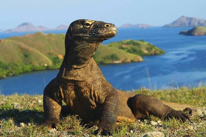 komodo